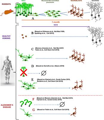 Perspective: Of Mice and Men – How Widespread Is Adult Neurogenesis?